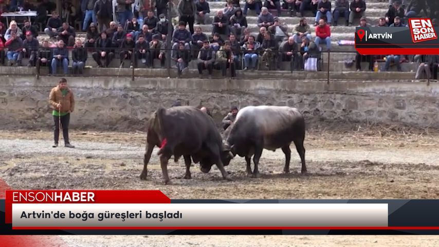 Artvin'de boğa güreşleri başladı