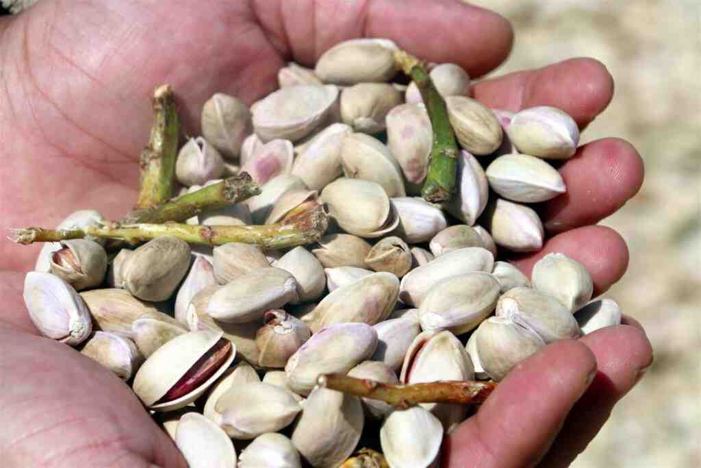 Siirt fıstığının fiyatı son 3 yılda yüzde 100 arttı