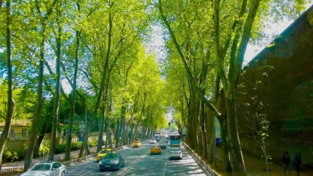 ‘Ağaçlı Yol’ ağaçsız kaldı! Sebebi belli oldu, son hali yürek burktu…