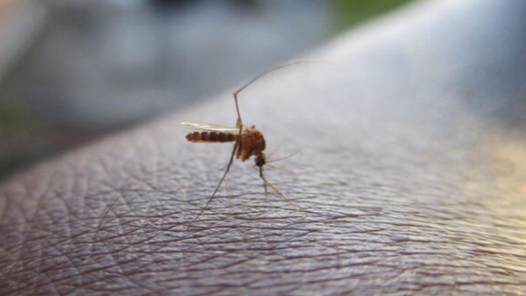 Avusturalya’da Japon Ensefalit Virüsü vakası artarken 2 kişi öldü