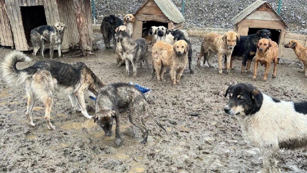 Bolu’da, barınaktaki köpekler çamur içinde görüntülendi