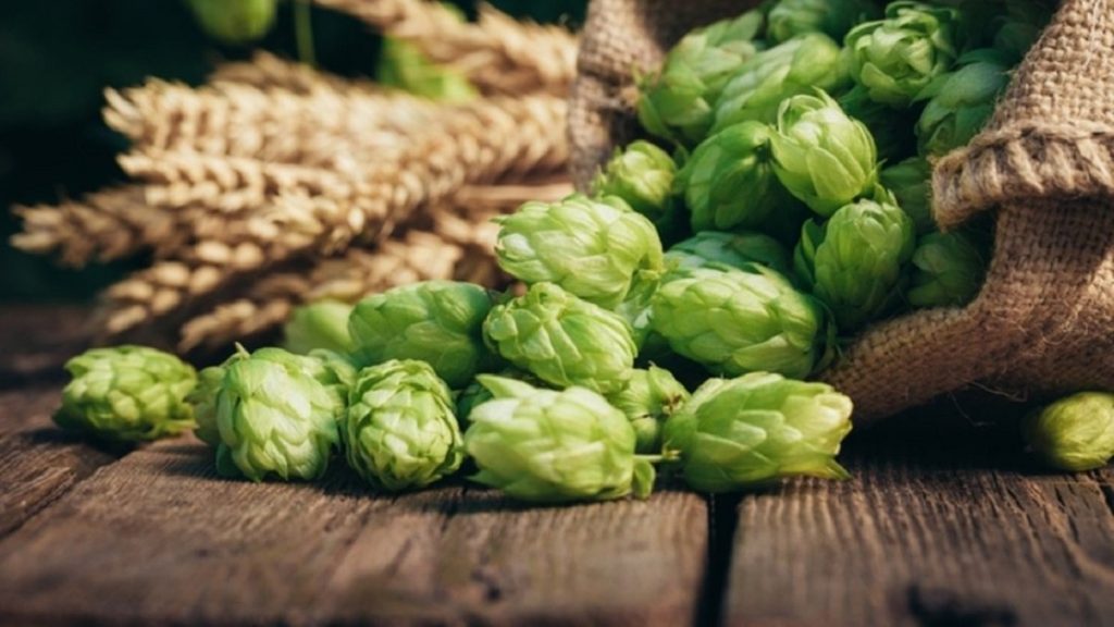 Göğüsleri büyütüyor, ödem atıyor, idrar söktürüyor! Faydalarını duyunca aktara koşacaksınız