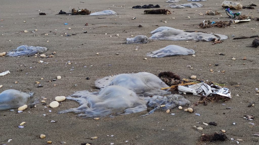 Hatay’da ölü denizanaları kıyıya vurdu