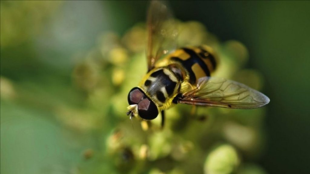 İHA’ların tespiti için çiçek sineğinin beyni inceleniyor