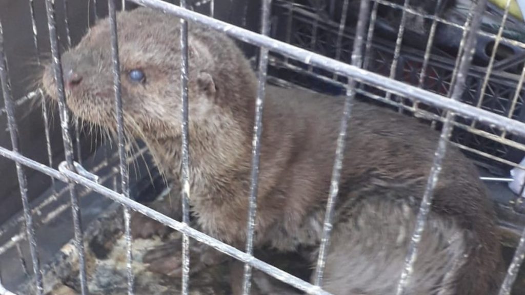 Kırıkkale’de sokak köpeği su samuruna saldırdı