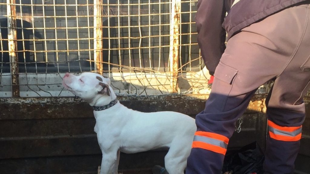 Konya’da bulunan yasaklı ırk köpek yakalanıp barınağa götürüldü