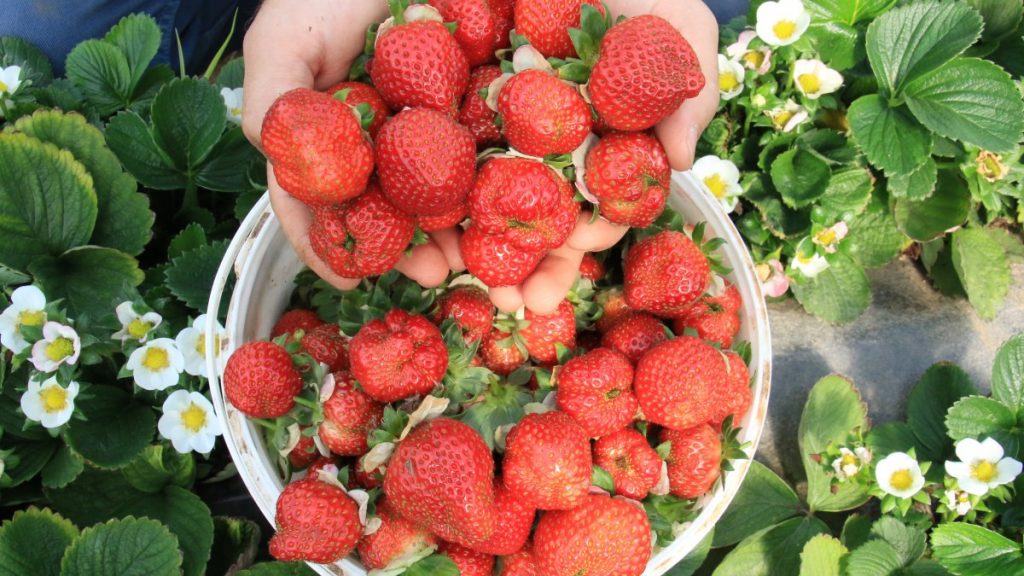 Mersin’de örtü altı çilek, fiyatıyla üreticisini sevindiriyor