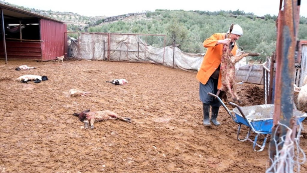 Mersin’de sokak köpekleri ağıla girip kuzu ve tavukları öldürdü