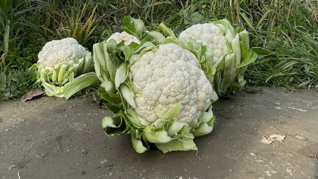 Şubatta en fazla karnabaharın fiyatı arttı, en çok çocuk kazağının fiyatı düştü