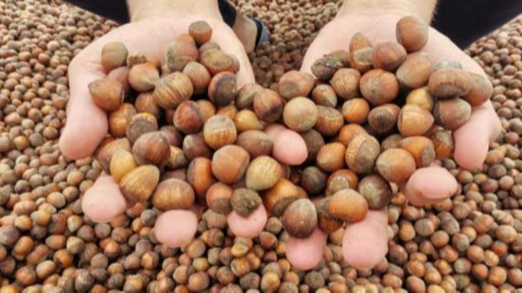 Ukrayna’daki savaş, Türkiye’nin fındık ihracatını vurdu