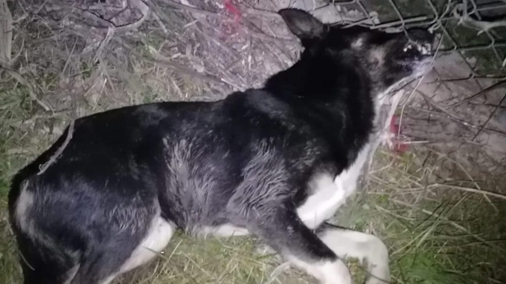 Bursa’da 30 köpek zehirlenerek öldürüldü