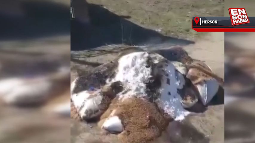 Ukraynalılar, Rusların yaptığı yardımları ateşe verdi
