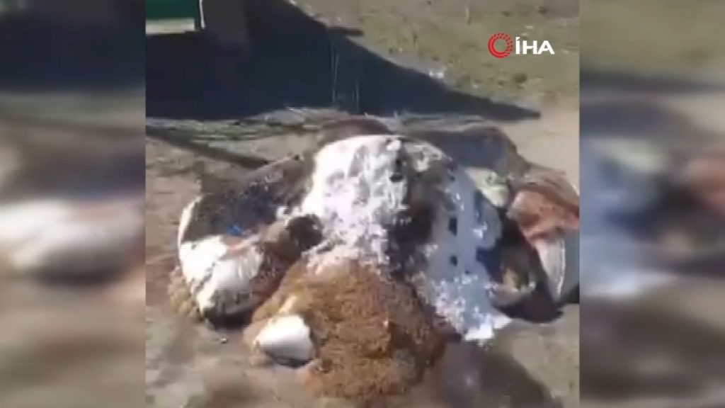 Ukraynalılar, Rusların yaptığı yardımları ateşe verdi