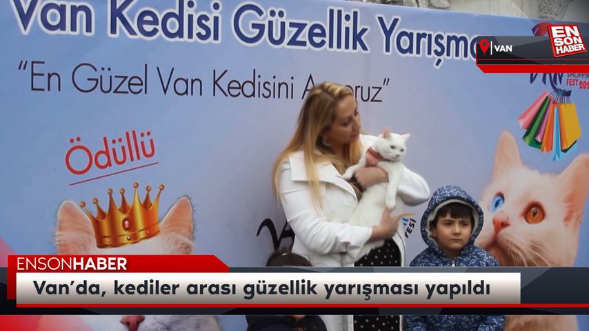 Van’da, kediler arası güzellik yarışması yapıldı